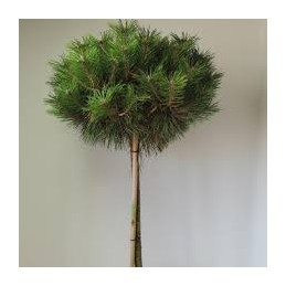Pinus nigra 'Brepo' - sosna czarna