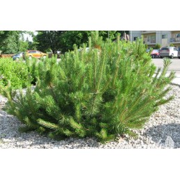 Pinus mugo subsp. uncinata 'Nana' - sosna górska
