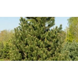 Pinus mugo subsp. uncinata 'Wiel' - sosna górska