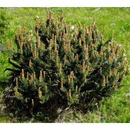 Pinus mugo 'Litomyšl' - sosna górska