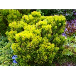 Pinus mugo 'Dezember Gold' - sosna górska