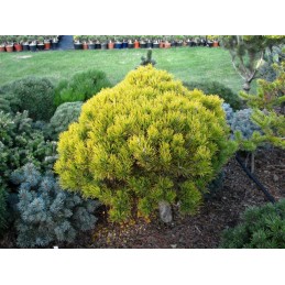 Pinus mugo 'Dezember Gold' - sosna górska