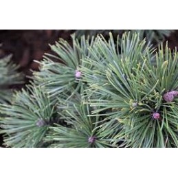 Pinus mugo 'Alpenzwerg' - sosna górska