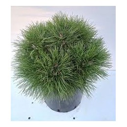 Pinus mugo Bambino - sosna górska