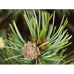Pinus koraiensis 'Blue Ball' - sosna koreańska