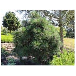 Pinus jeffrei 'Joppi' - sosna Jeffreya