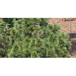 Pinus heldreihii 'Green Giant' - sosna bośniacka