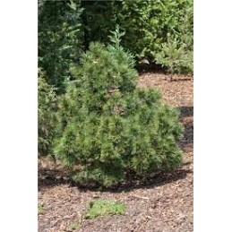 Pinus heldreihii 'Green Giant' - sosna bośniacka
