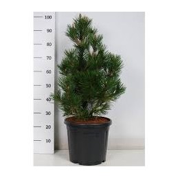 Pinus heldreichii 'Little Dracula' - sosna bośniacka