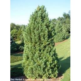 Pinus cembra Compacta Glauca - sosna limba