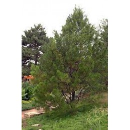 Pinus bungeana - sosna plamistokora