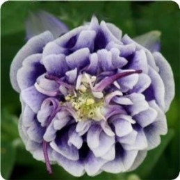 Aquilegia vulgaris Winky Double Rose and White – Orlik pospolity