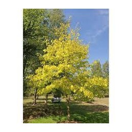 Quercus robur Ritas Gold – dąb szypułkowy