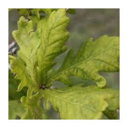 Quercus robur Ritas Gold – dąb szypułkowy