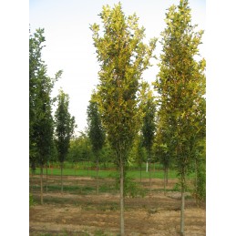 Quercus palustris GREEN PILLAR Pringreen – Dąb błotny