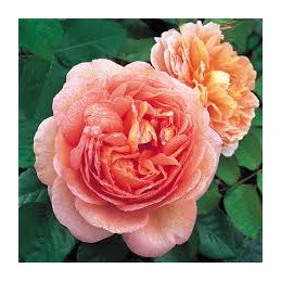 Rosa Abraham Darby – róża