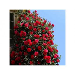 Rosa Red Flame – róża
