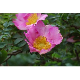 Rosa roxburghii – róża drobnolistkowa