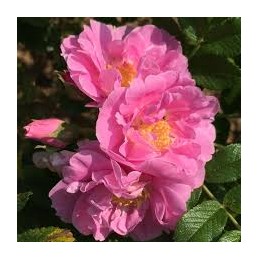Rosa rugosa Jens Munk – róża pomarszczona