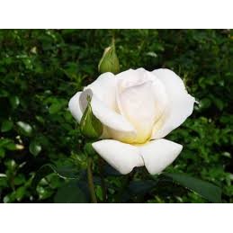 Rosa White New Dawn – Róża
