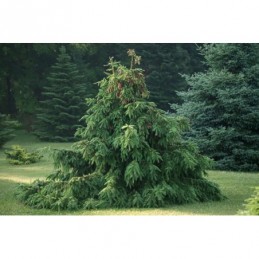 Picea abies 'Acrocona' - świerk pospolity