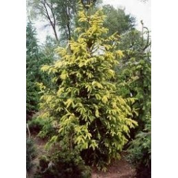 Picea abies 'Aurea' - świerk pospolity