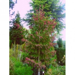 Picea abies 'Cruenta' - świerk pospolity