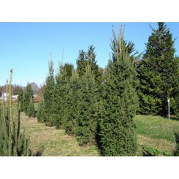 Picea abies 'Cupressina' - świerk pospolity