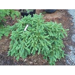 Picea abies 'Farnsburg' - świerk pospolity