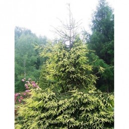 Picea abies 'Finedonensis' - świerk pospolity