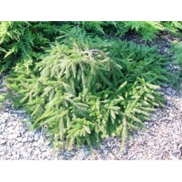 Picea abies 'Formanek' - świerk pospolity