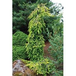 Picea abies 'Gold Drift' - świerk pospolity