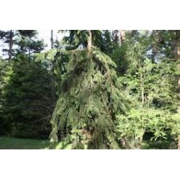 Picea abies 'Harrachii' - świerk pospolity