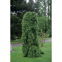 Picea abies 'Inversa' - świerk pospolity