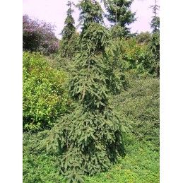Picea abies 'Rothenhaus' - świerk pospolity
