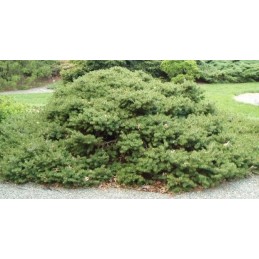 Picea abies Maxwellii - świerk pospolity
