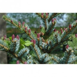 Picea bicolor – świerk