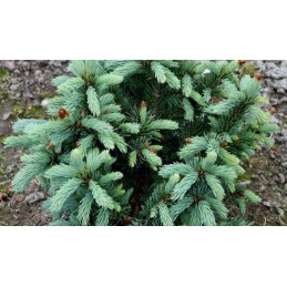 Picea engelmannii 'Low Blow' - świerk Engelmanna
