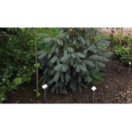 Picea engelmannii subsp. mexicana 'Pervana' - świerk Engelmanna