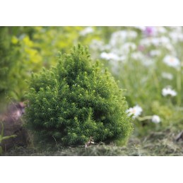 Picea glauca 'Alberta Globe' - świerk biały
