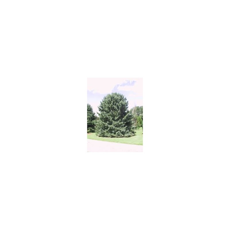 Picea glauca 'Densata' - świerk biały