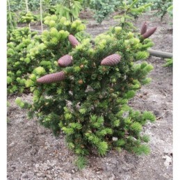 Picea pungens 'Lucky Strike' - świerk kłujący