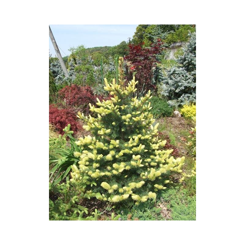 Picea pungens 'Maigold' - świerk kłujący