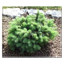 Picea pungens 'Sonia' - świerk kłujący