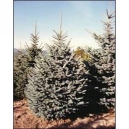 Picea pungens f. glauca Kaibab - świerk kłujący
