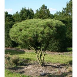 Pinus densiflora 'Umbraculifera' - sosna gęstokwiatowa