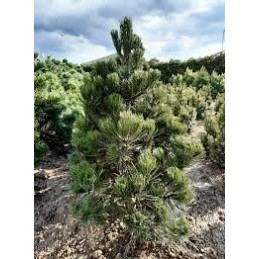 Pinus heldreichii 'Little Gem' - sosna bośniacka