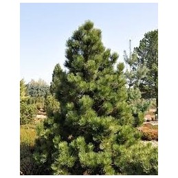 Pinus heldreichii 'Malinki' - sosna bośniacka