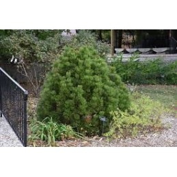Pinus heldreichii 'Mint Truffle' - sosna bośniacka