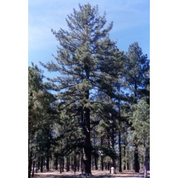 Pinus jeffreyi - sosna Jeffreya